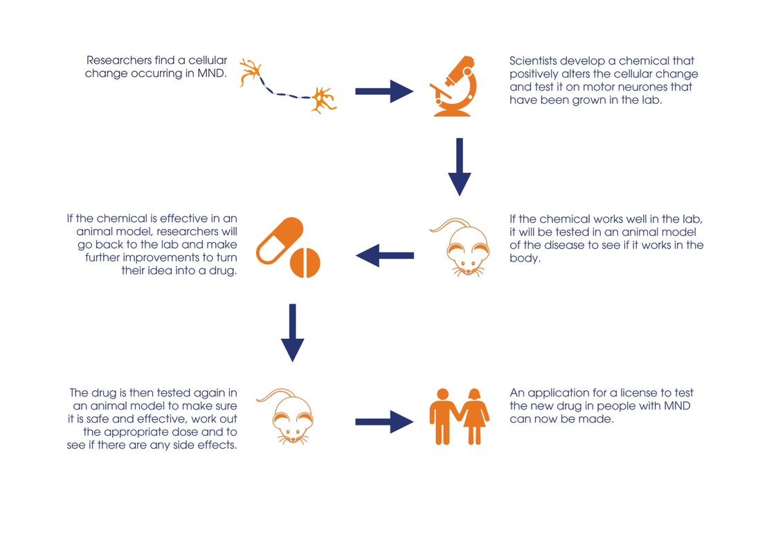 animal research flow chart